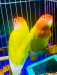 Running peyar Love bird